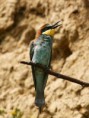 /album/ptaci/vlha-pestra-merops-apiaster-1046-jpg/